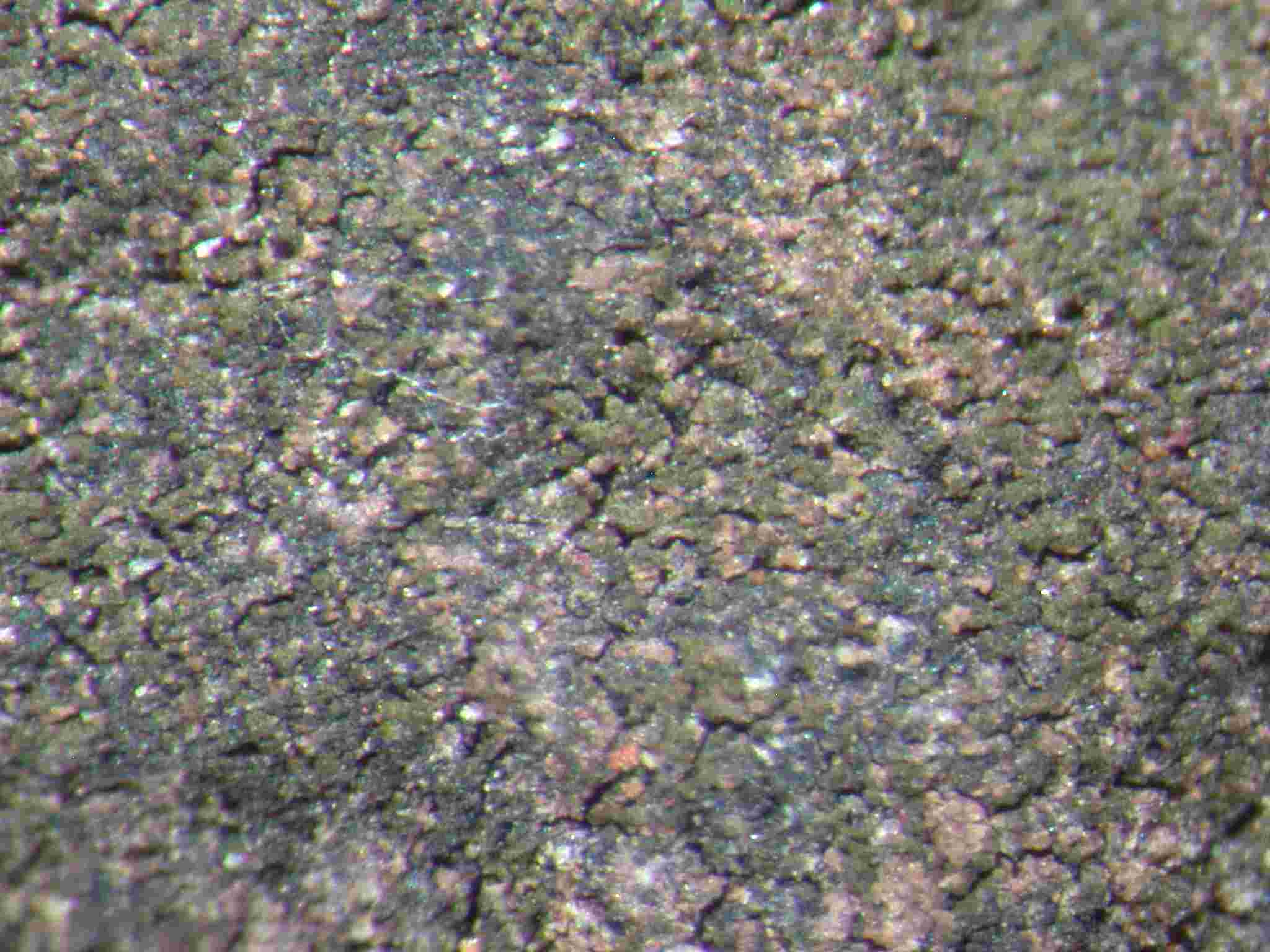 [Verrucaria nigrescens]